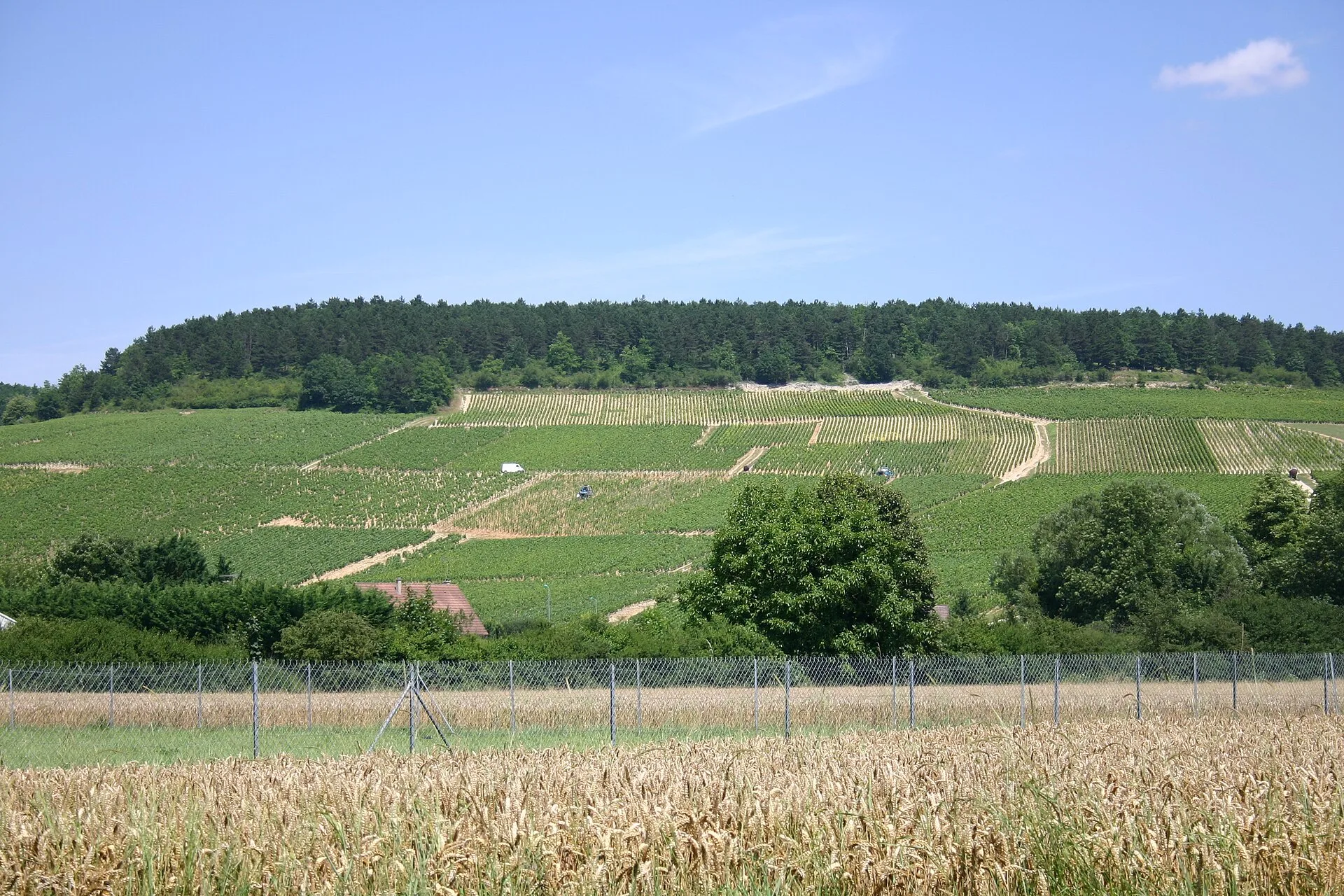 Vignoble autour de Chablis