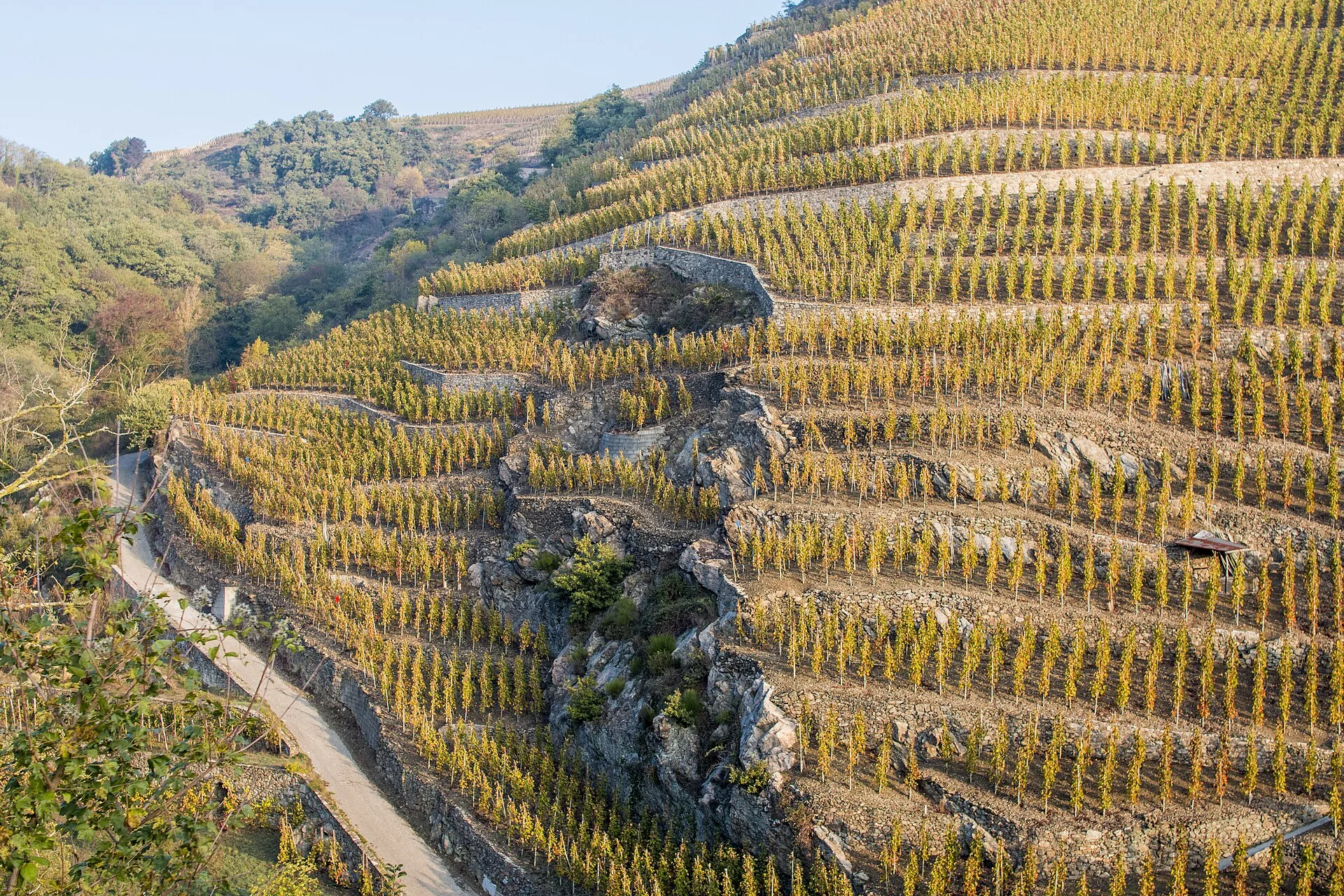 Vignes sur les coteaux de Côte-Rôtie
