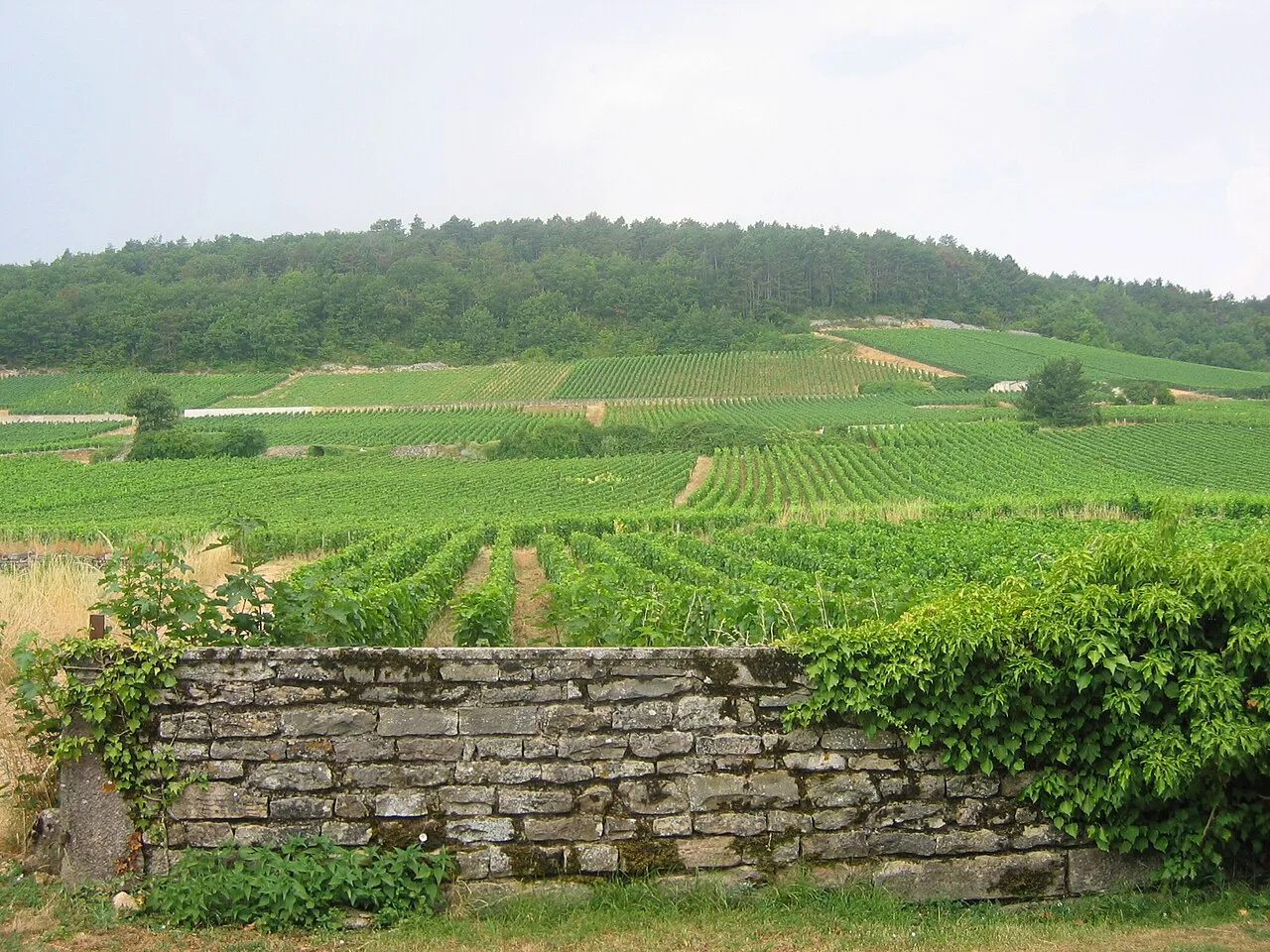 Vignes de Gevrey-Chambertin en Bourgogne