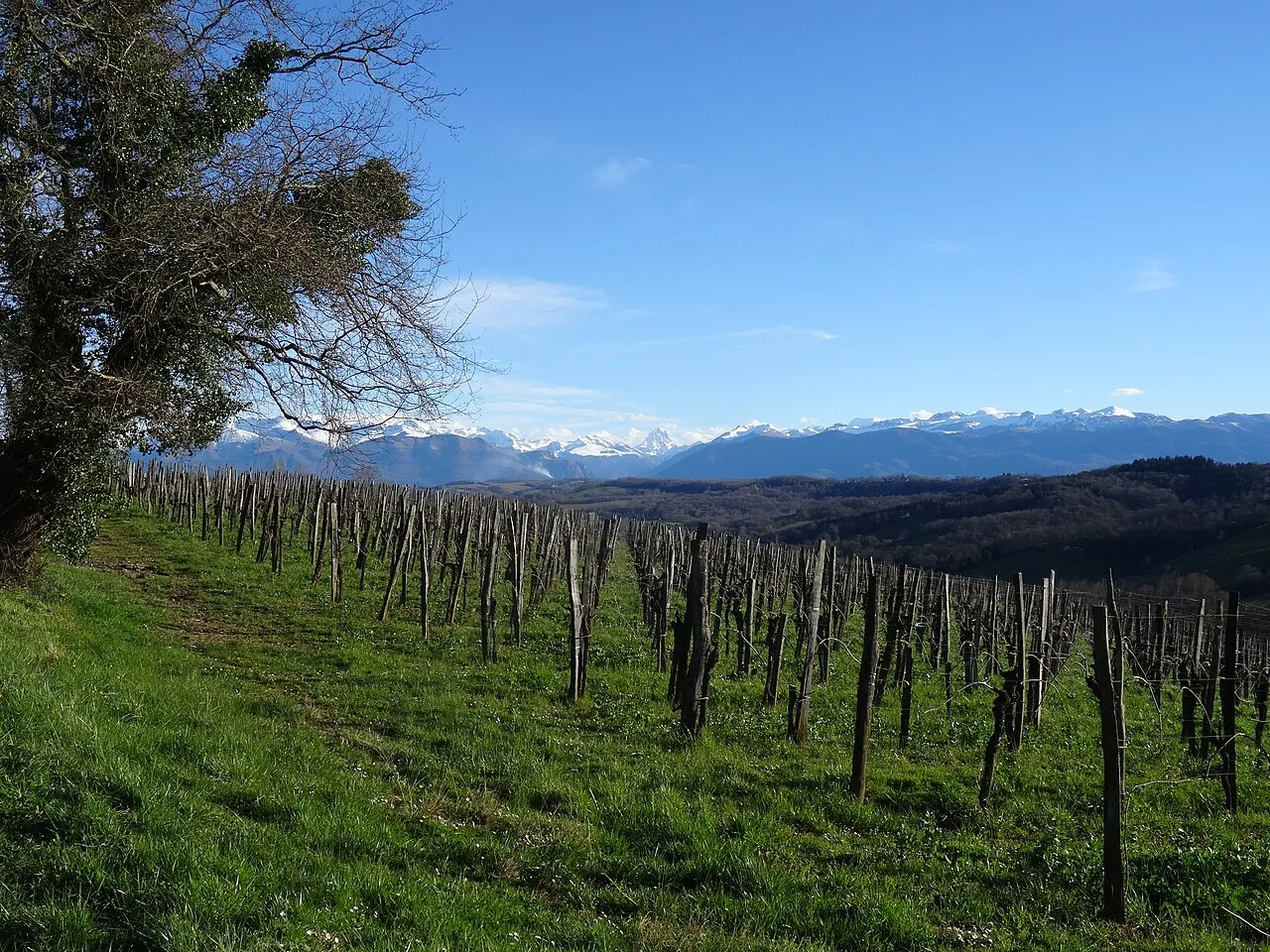 Coteaux du vignoble de Jurançon
