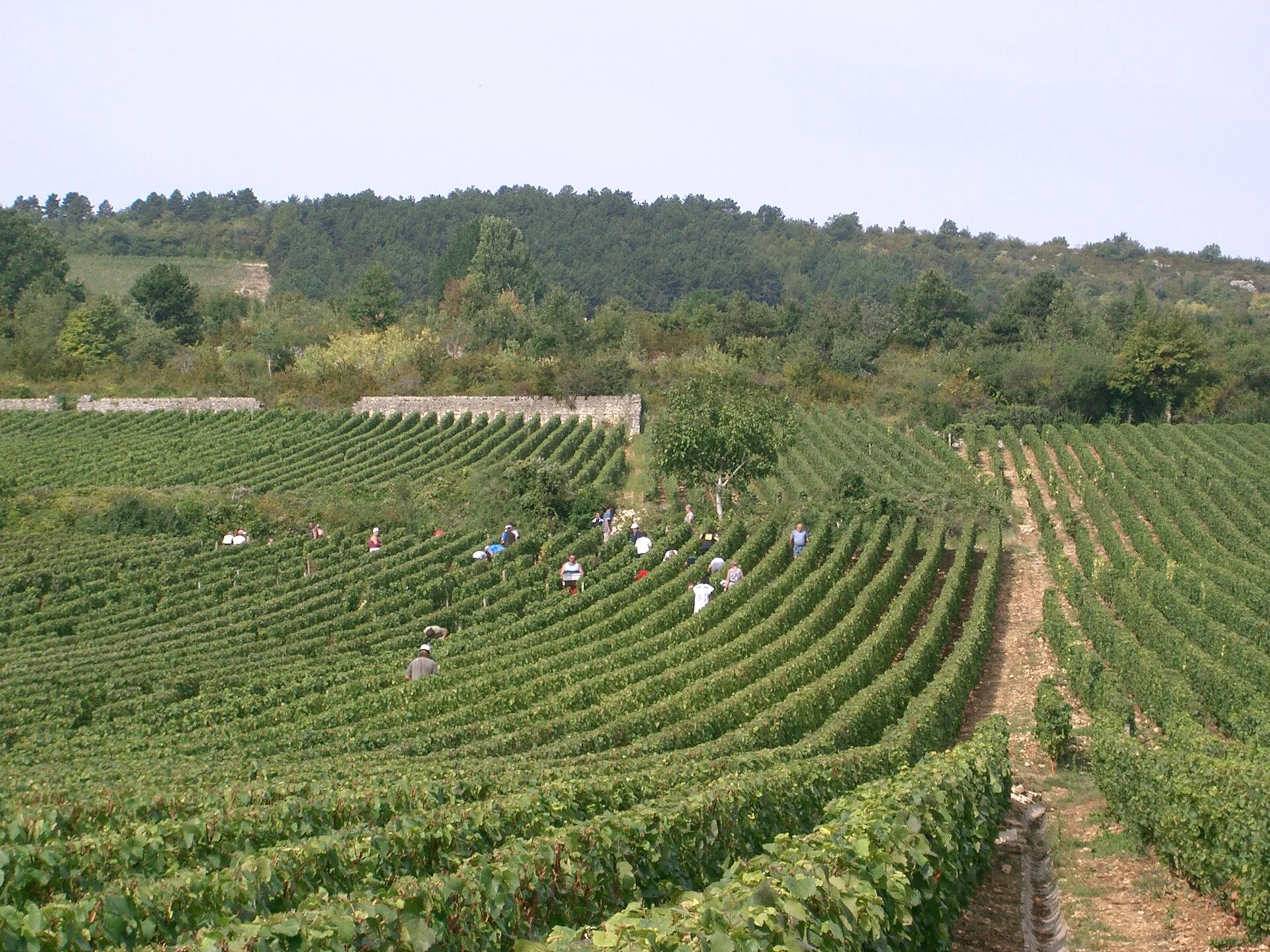 Vendanges dans le vignoble de Meursault