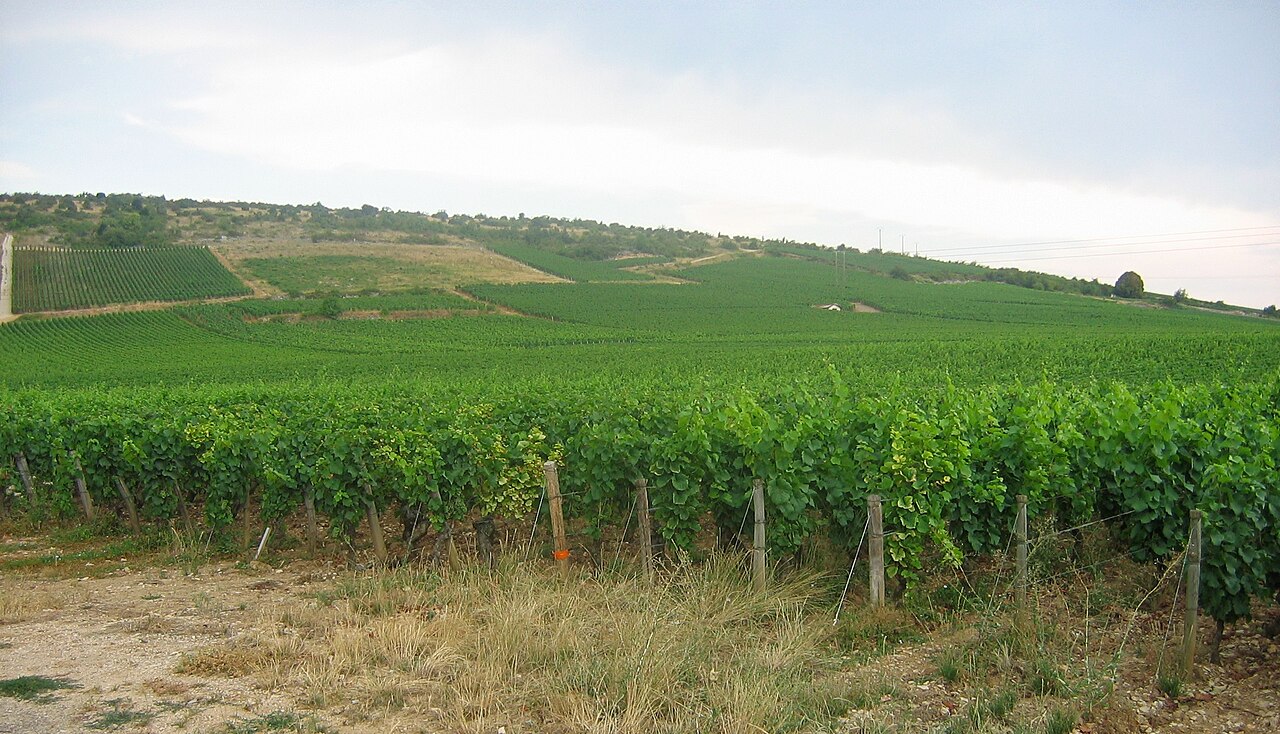 Vignoble de Nuits-Saint-Georges en Bourgogne
